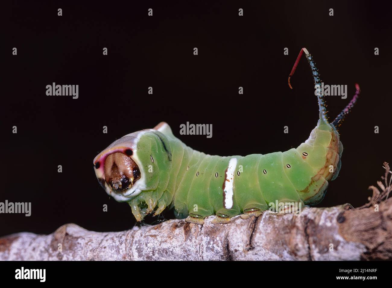 pussmotte, Caterpillar in defensiver Haltung, Cerura vinula, Notodontidae Stockfoto