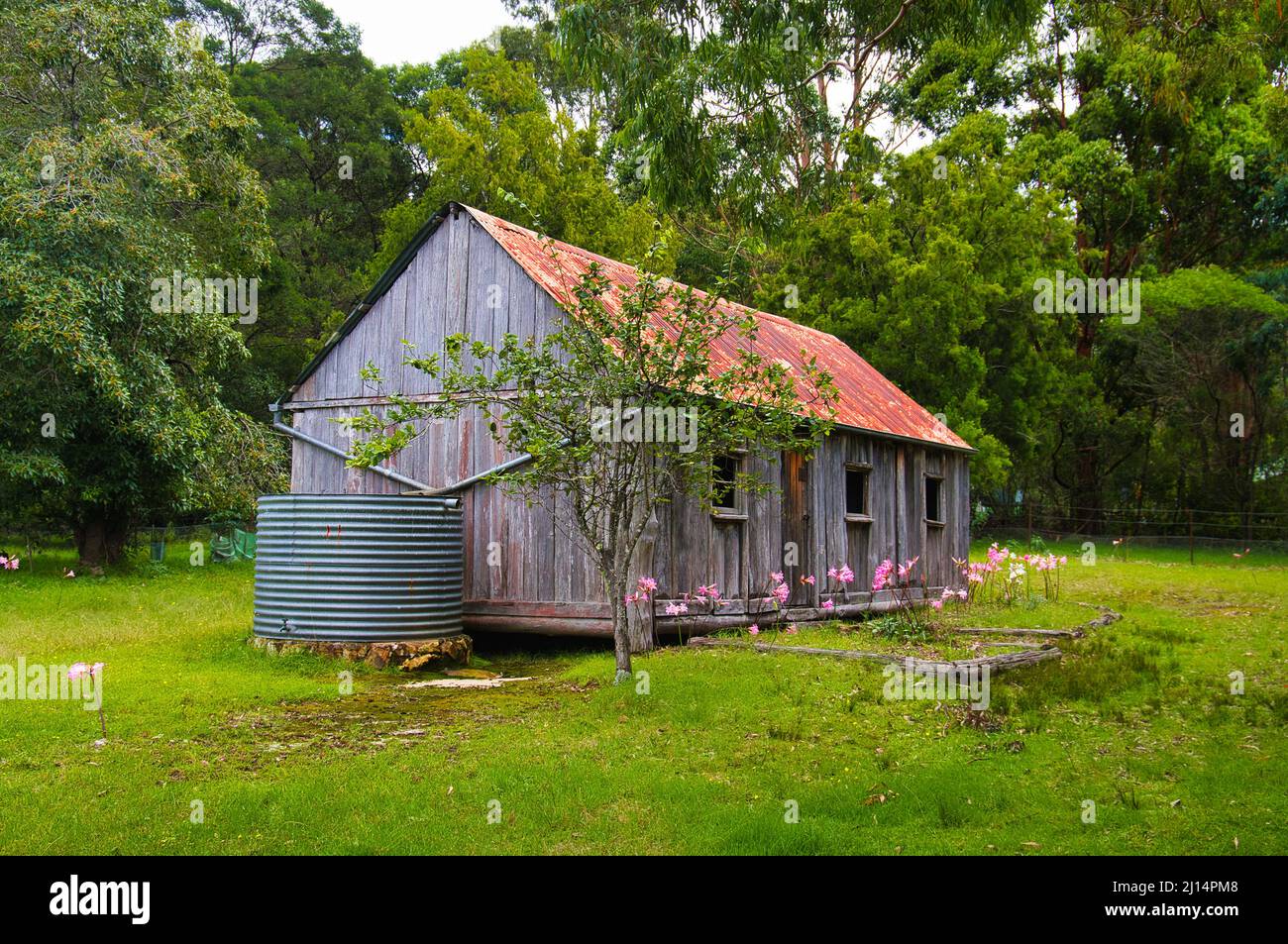 Scotts Hut, ein verlassene alte hölzerne Pionierhaus im Wald des Bournda National Park, im Südosten von New South Wales, Australien Stockfoto