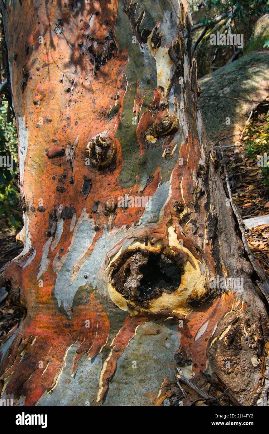 Abstrakt gemusterte graue und orangefarbene Rinde eines alten Schneegums (Eucalyptus pauciflora) in den Australischen Alpen, Victoria, Australien Stockfoto