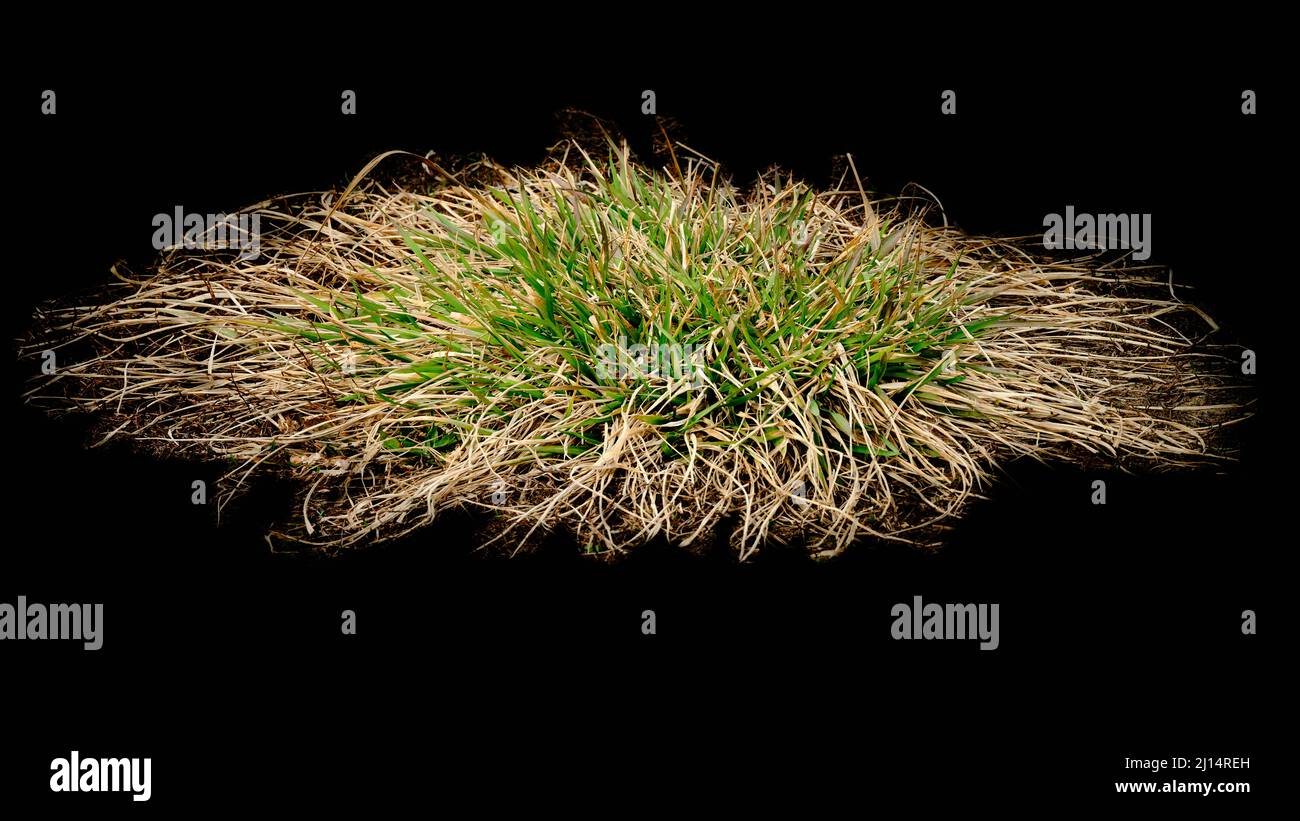 Wildes Gras, isoliert auf schwarzem Hintergrund, zeigt trockene Klingen, grünes Wachstum und natürliche botanische Textur. Stockfoto