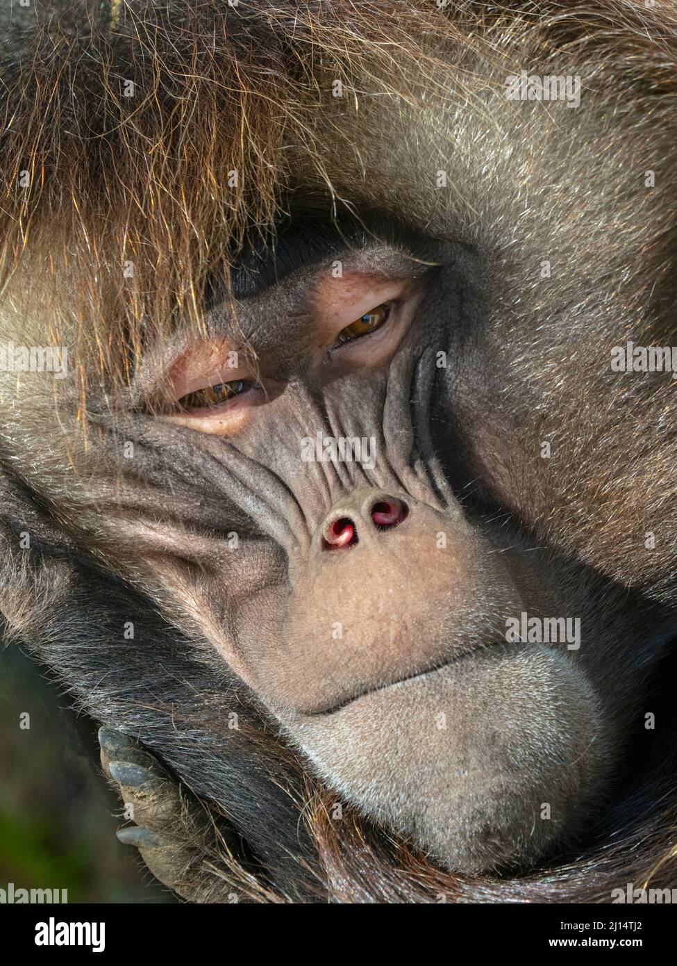 Gelada Baboon Thermopithecus gelada männlich Stockfoto
