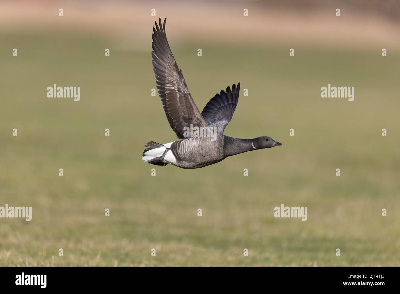 Brent Goose (Branta bernicla) für Erwachsene, Suffolk, England, März Stockfoto