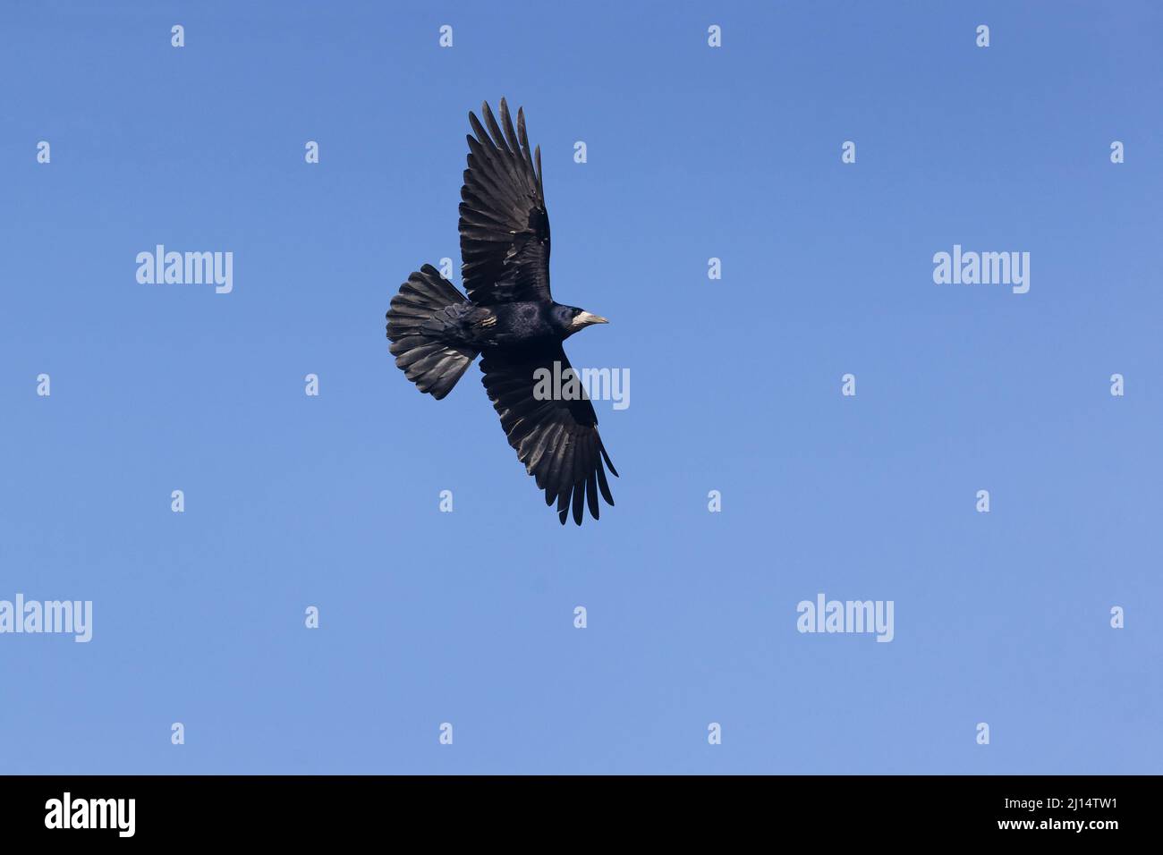 Rook (Corvus frugilegus), Erwachsener, Suffolk, England, März Stockfoto