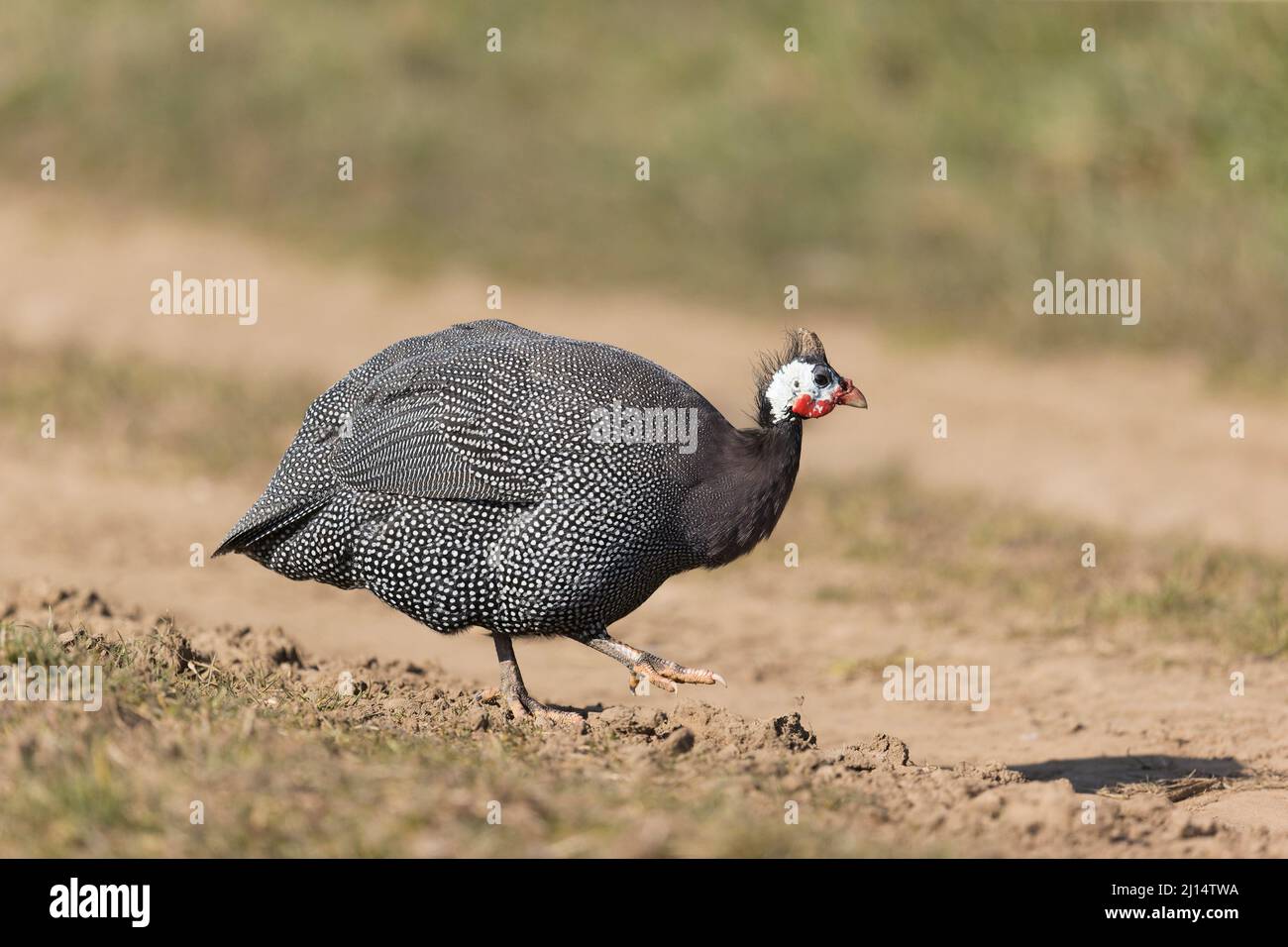 Behelmte Guineaflut Numida meleagris, domestizierter Erwachsener, der auf staubiger Strecke läuft Stockfoto