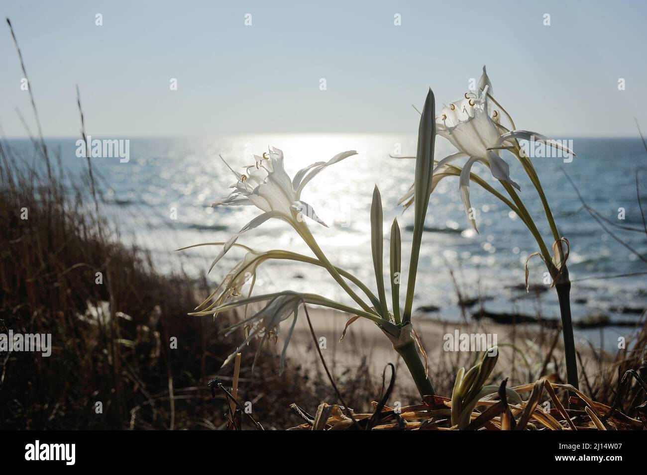 Große weiße Blume Pancratium Maritimum an den sandigen Ufern des Mittelmeers in Israel Stockfoto