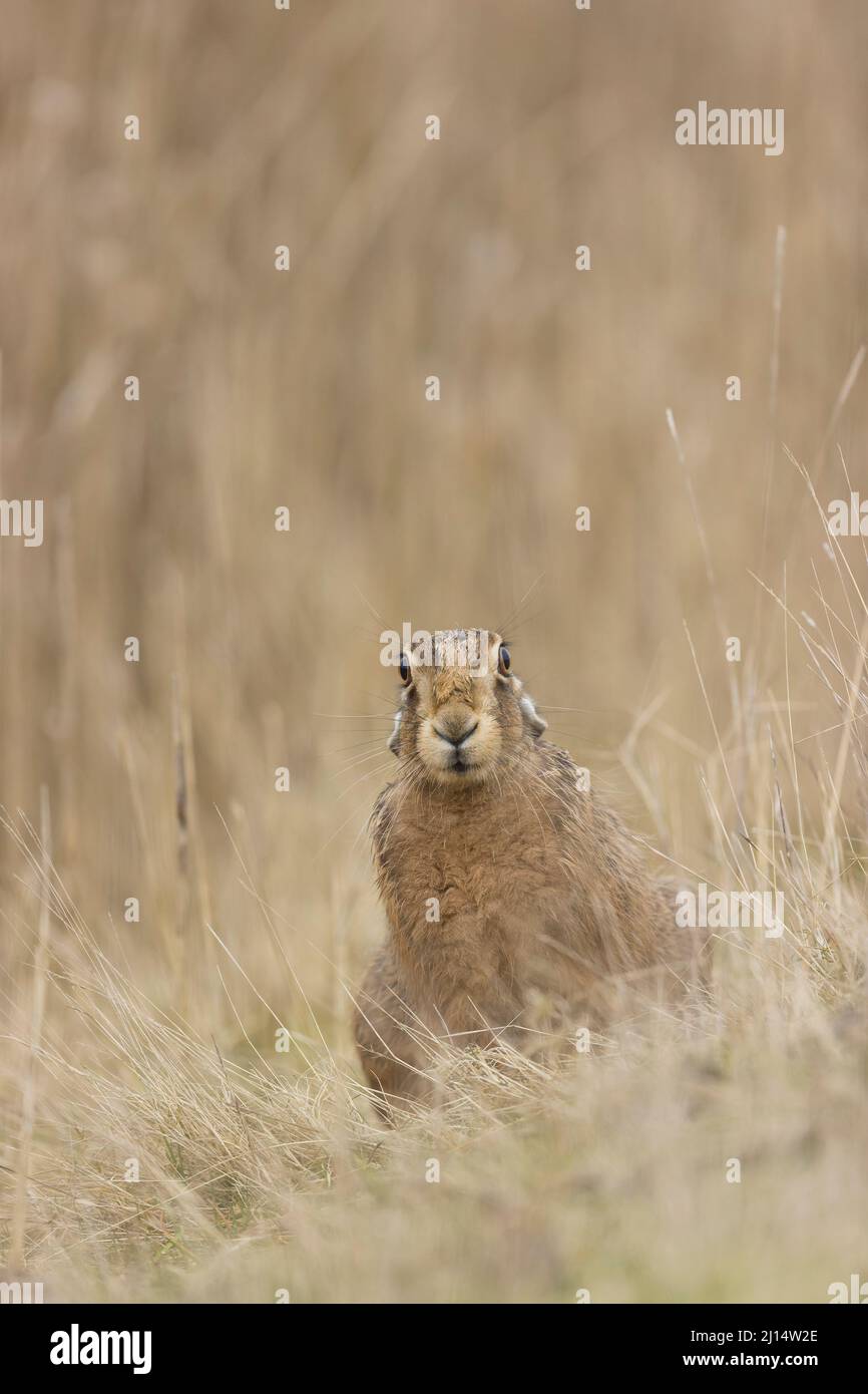 Europäischer Hase Lepus europeaus, Erwachsene sitzend mit den Ohren nach unten, Suffolk, England, März Stockfoto