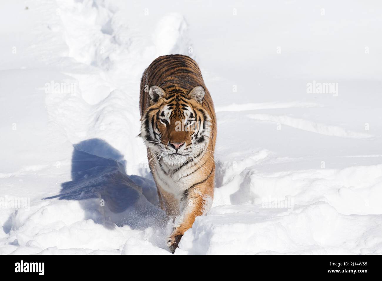 Sibirischer Tiger (Panthera tigris altaica), Erwachsener, der im Schnee läuft Stockfoto