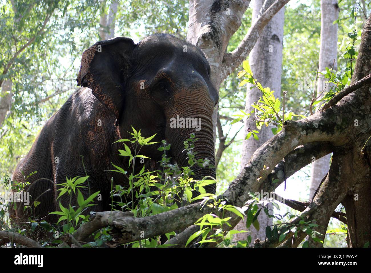 Ein indischer Elefant (Elephas maximus indicus) in der Nähe von Kanchanaburi, Thailand, der im Wald zwischen den überhängenden Bäumen spaziert Stockfoto