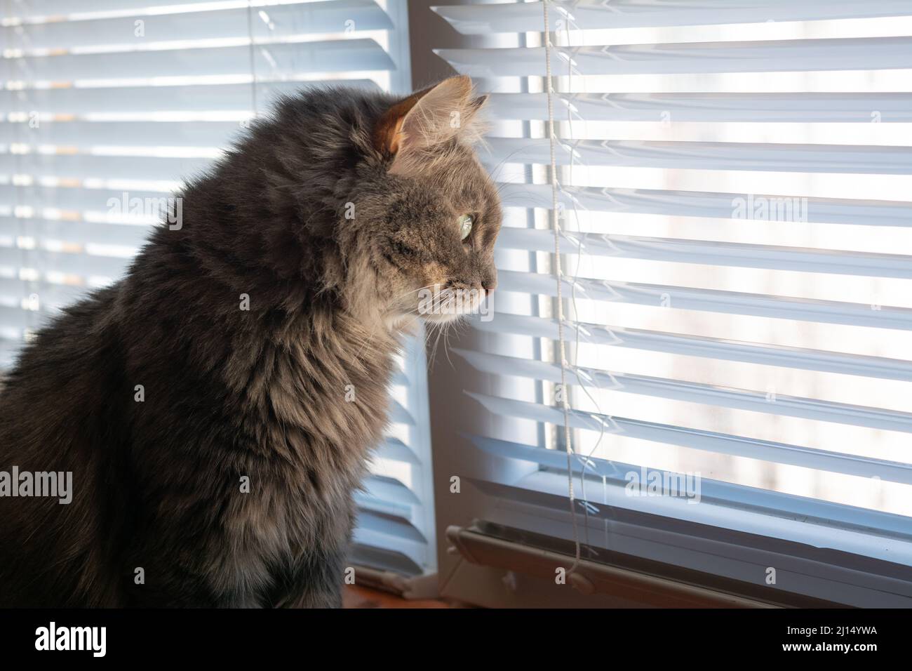 Kitty norwegische Waldkatze. Kitty norwegische Waldkatze, die neben dem Fenster sitzt und auf der Straße zuschaut. Stockfoto