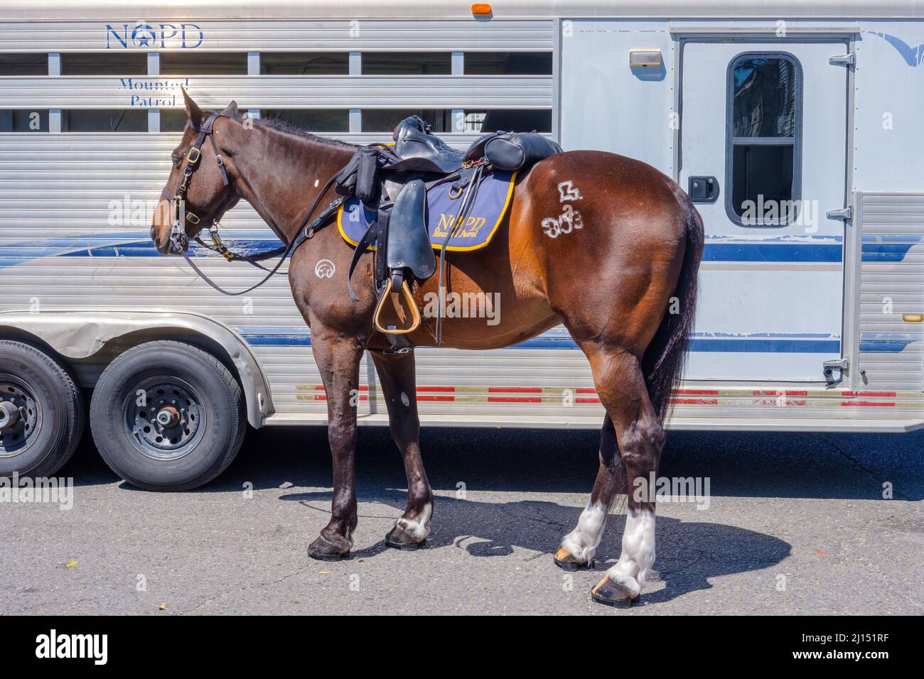 NEW ORLEANS, LA, USA - 20. MÄRZ 2022: Die New Orleans Police Department bestiegen ein Patrouillenpferd, das an einen Anhänger gebunden war Stockfoto