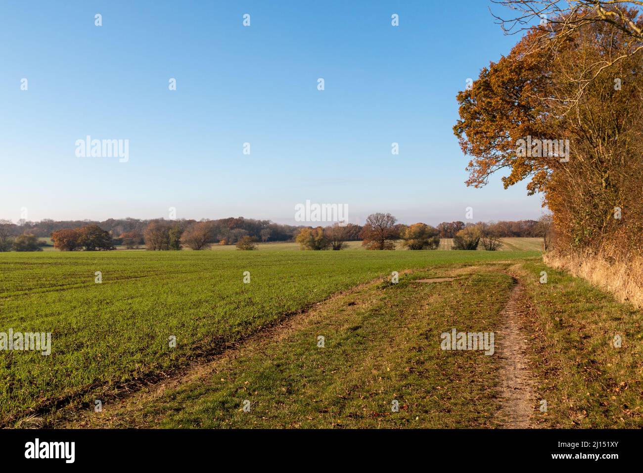 Ein Pfad entlang eines Feldes in Cambridgeshire im Herbst. England, Großbritannien. Konzepte: Wandern, Recht auf Roaming Stockfoto