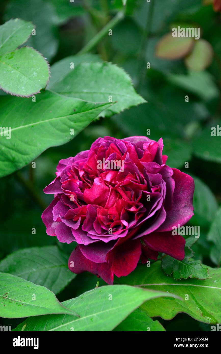 rosa munstead Holz, Rose, Rosen, rot, Cottage Garden, gemischte Pflanzenkombination, RM Floral Stockfoto