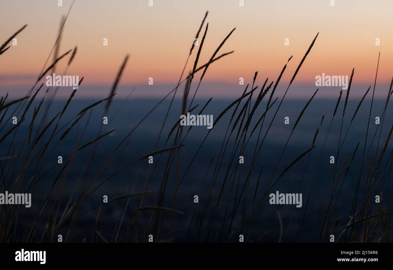 Beruhigende horizontale Aufnahme wilder Weizenstiele, die vor Sonnenaufgang im Wind winken Stockfoto