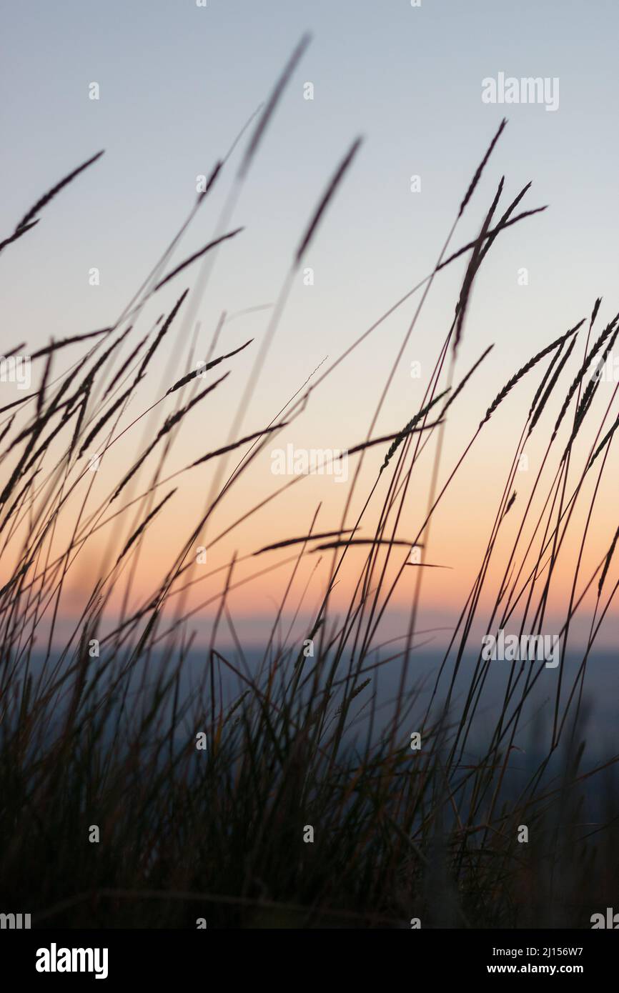 Friedliche vertikale Aufnahme der Silhouette von wilden Weizenhalmen, die vor Sonnenaufgang mit der Brise wiegen Stockfoto