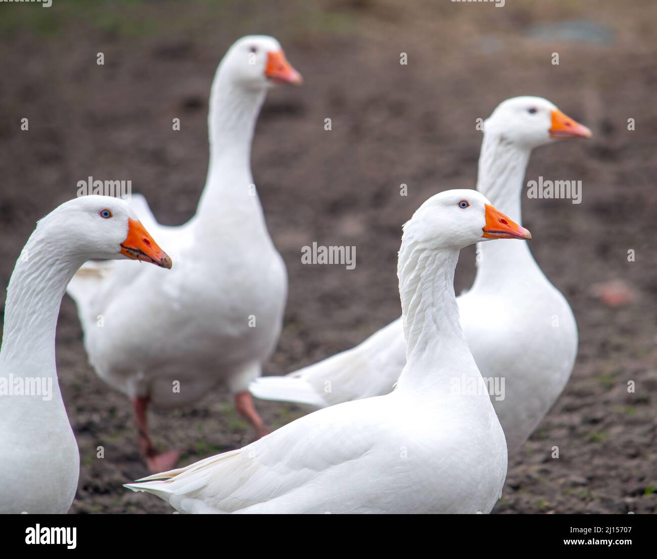 Vier weiße Gänse im Freien auf dem Bauernhof Stockfoto