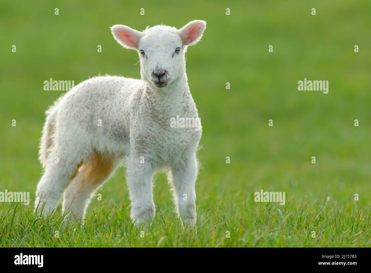 Die Zeit in den Yorkshire Dales. Nahaufnahme eines niedlichen, neugeborenen Lammes mit Blick nach vorne in üppigem Grün. Hintergrund mit Kopierbereich bereinigen. Horiz Stockfoto