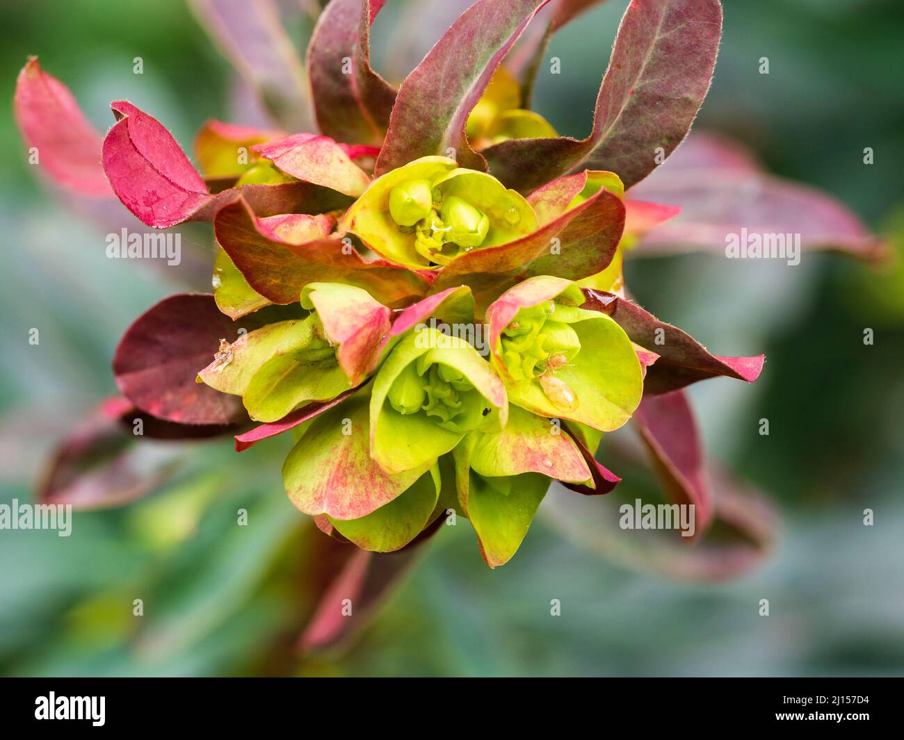 Dunkle Blätter, rote Stängel und sauergelbe Blätter der ausgewählten Form des immergrünen Holzspurgen, der Amygdaloides 'Purpurea', der Stockfoto