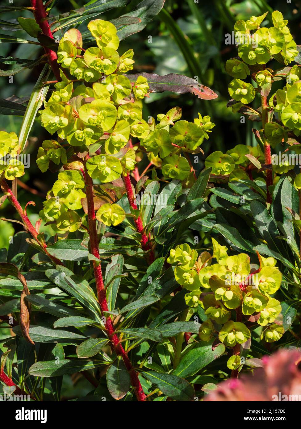 Dunkle Blätter, rote Stängel und sauergelbe Blätter der ausgewählten Form des immergrünen Holzspurgen, der Amygdaloides 'Purpurea', der Stockfoto