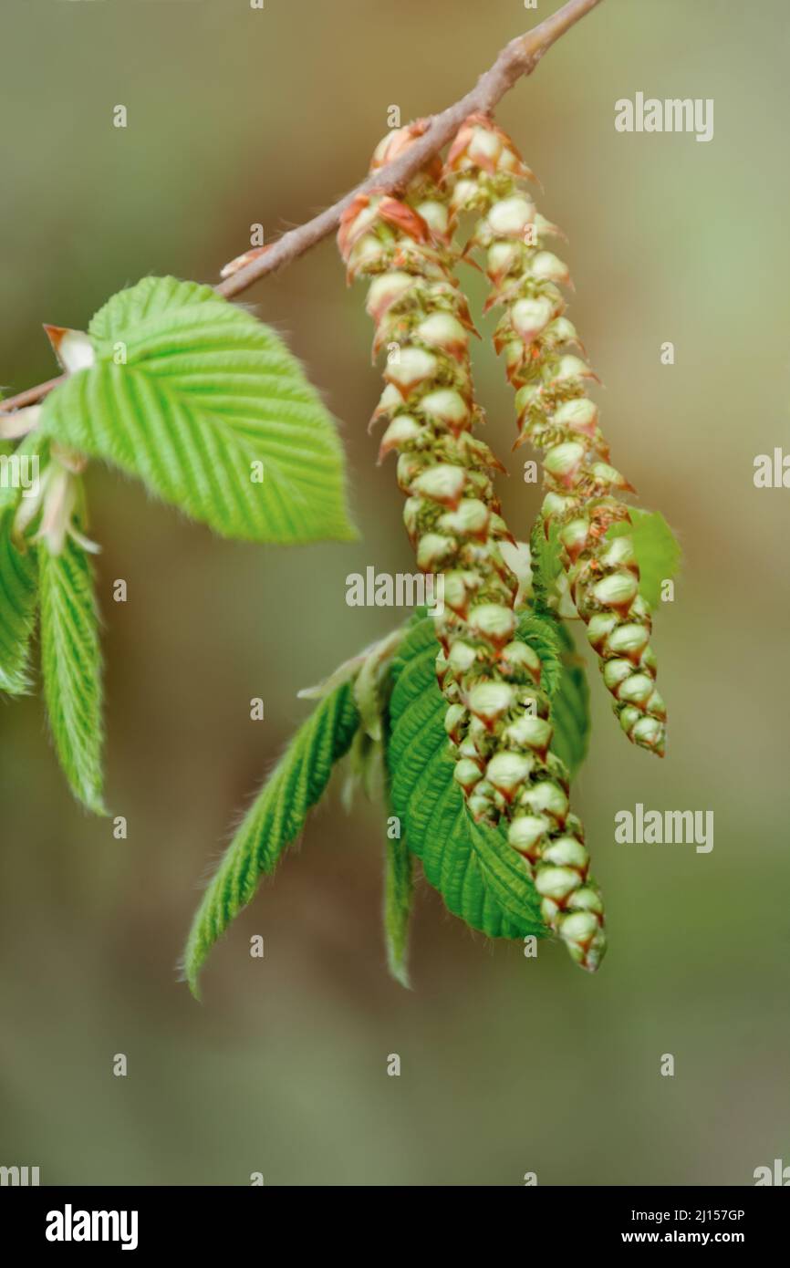 Grüne junge Knospen und Laubkeime blühen im Frühjahr auf Bäumen. Verschwommener Hintergrund an einem sonnigen Tag. Nahaufnahme und Weichzeichnen. Stockfoto