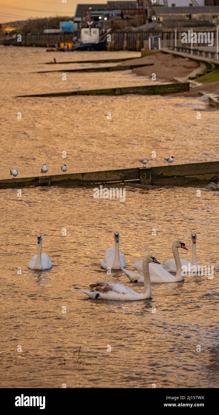 Schwäne schwimmen in der themse in Gravesend Kent. Stockfoto