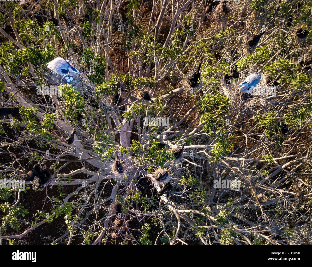 Blaureiher und Kormorane brüten in einem Baum in La Primavera in der Nähe von Culiacan, Sinaloa, Mexiko. Stockfoto