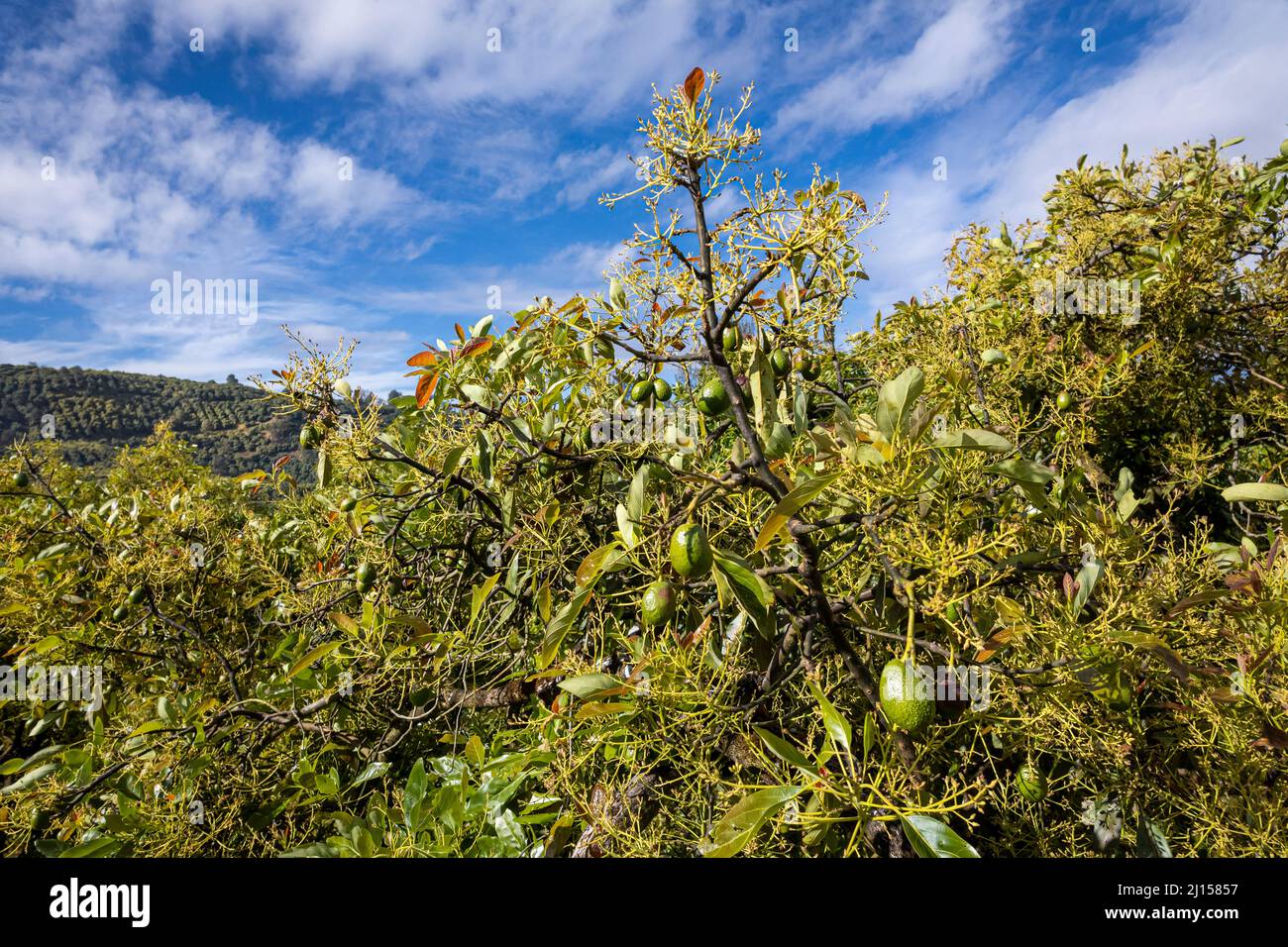 Hass Avocados mit Obstplantagen im Hintergrund bei Uruapan, Michoacan, Mexiko. Stockfoto