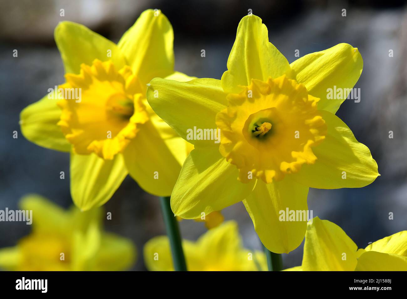 Lilie mit Leihlilie, Gelbe Narzisse, Narcisse jaune, Narcissus pseudonarcissus, sárga nárcisz, Ungarn, Magyarország, Europa Stockfoto