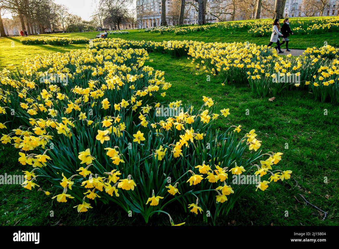 Narzissen blühen im Green Park, London, Großbritannien Stockfoto