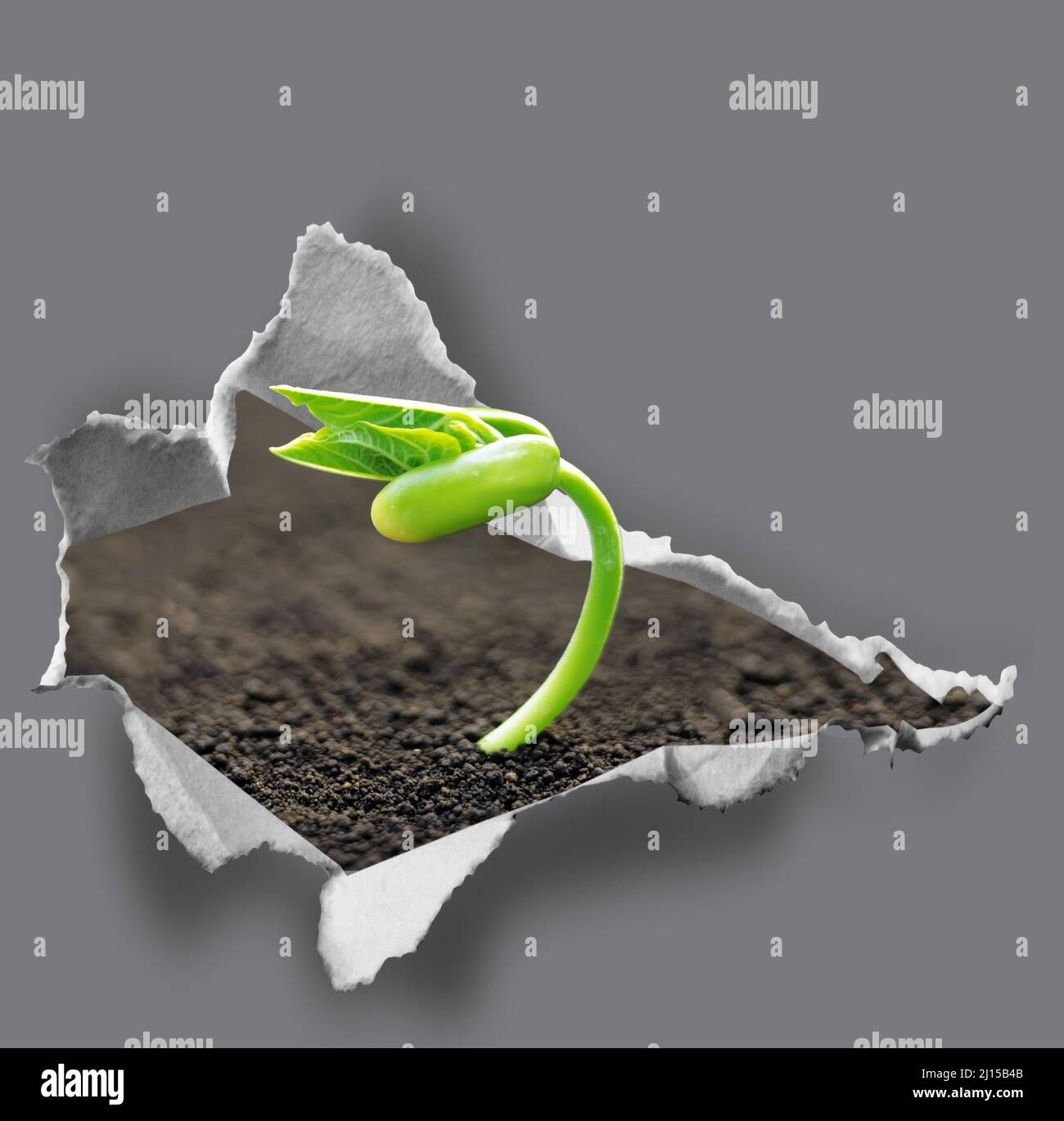Grün sprießt an einer grauen Wand, symbolisiert Kampf und Neustart Stockfoto