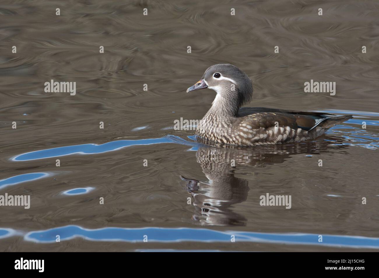 Mandarinente (Aix galericulata), Weibchen im Frühjahr fotografiert Stockfoto