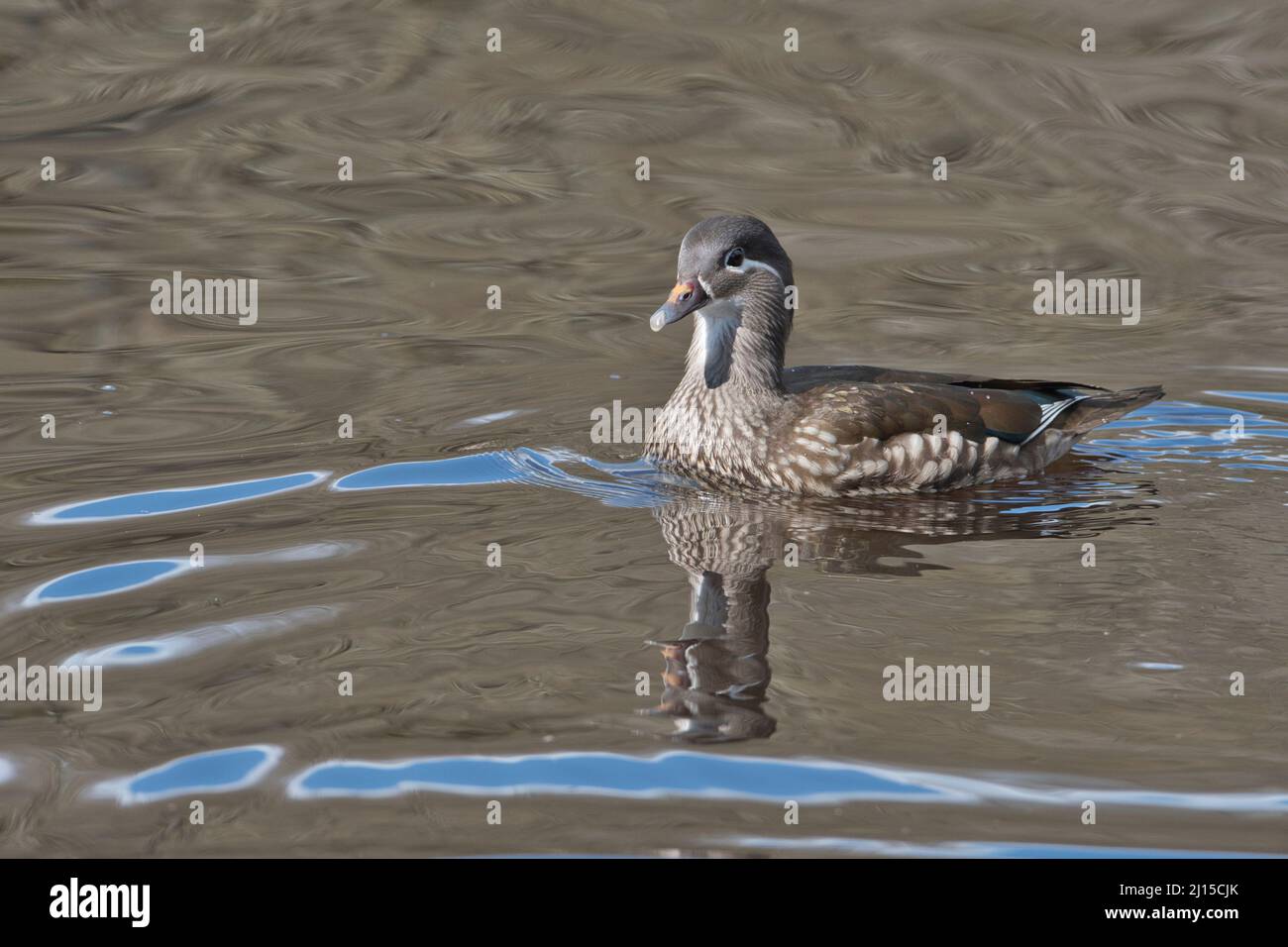 Mandarinente (Aix galericulata), Weibchen im Frühjahr fotografiert Stockfoto