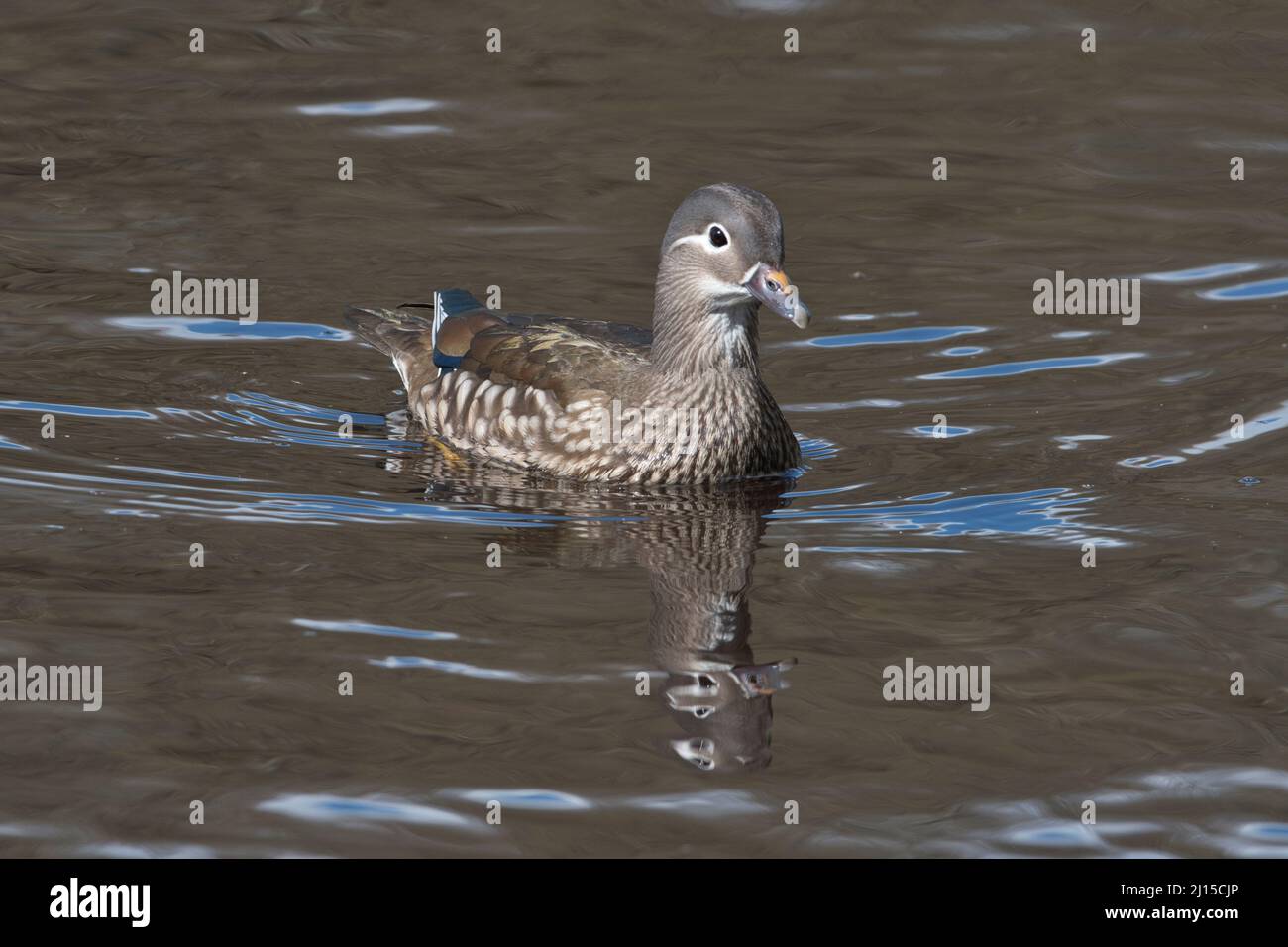 Mandarinente (Aix galericulata), Weibchen im Frühjahr fotografiert Stockfoto