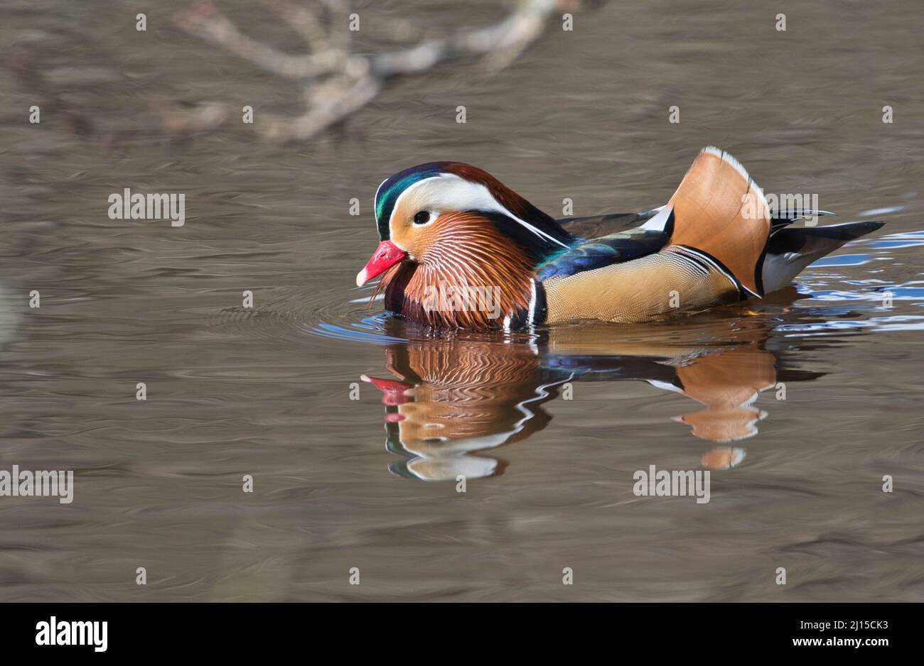 Mandarinente (Aix galericulata), Männchen oder drake, fotografiert im Frühjahr Stockfoto