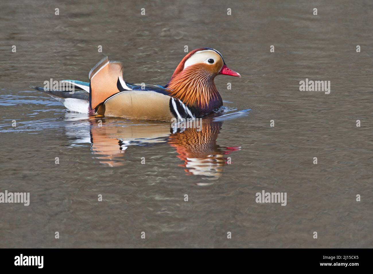Mandarinente (Aix galericulata), Männchen oder drake, fotografiert im Frühjahr Stockfoto