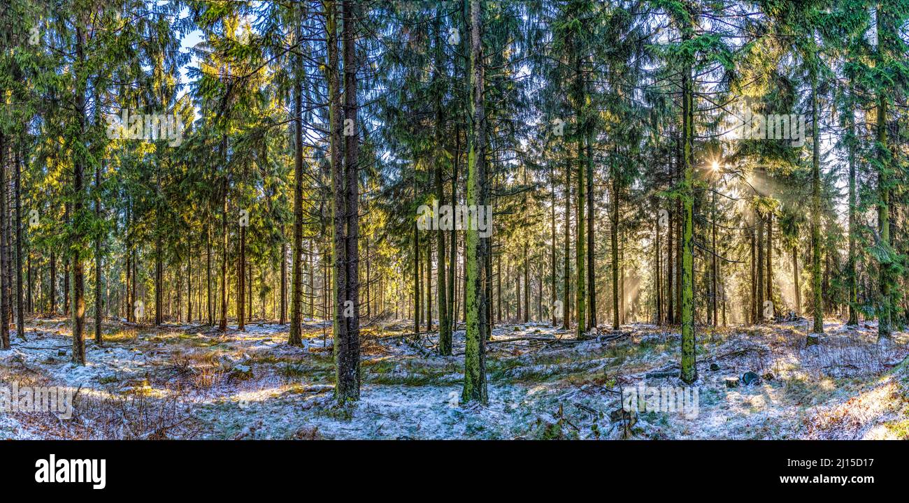 sonnenaufgang am frühen Morgen im Wald mit hellem Sonnenstrahl im Taunus-Gebiet Stockfoto