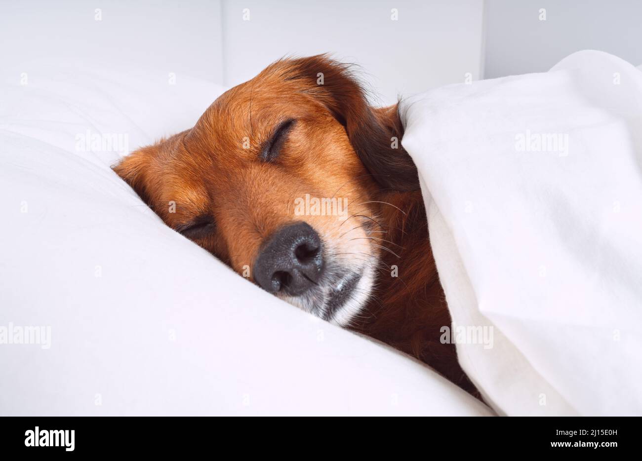 Schöner Dachshund Hund, der im Bett auf einem Kissen schläft. Haustierfreundliches Hotelkonzept Stockfoto