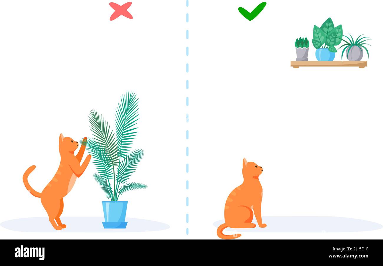 Katzen- und Heimpflanzen. Falsche und richtige Wege, um Pflanzen zu Hause mit Haustier zu halten. Freche rote Katze frisst Blumen in Töpfen. Vektor mit flachem Stil Stock Vektor