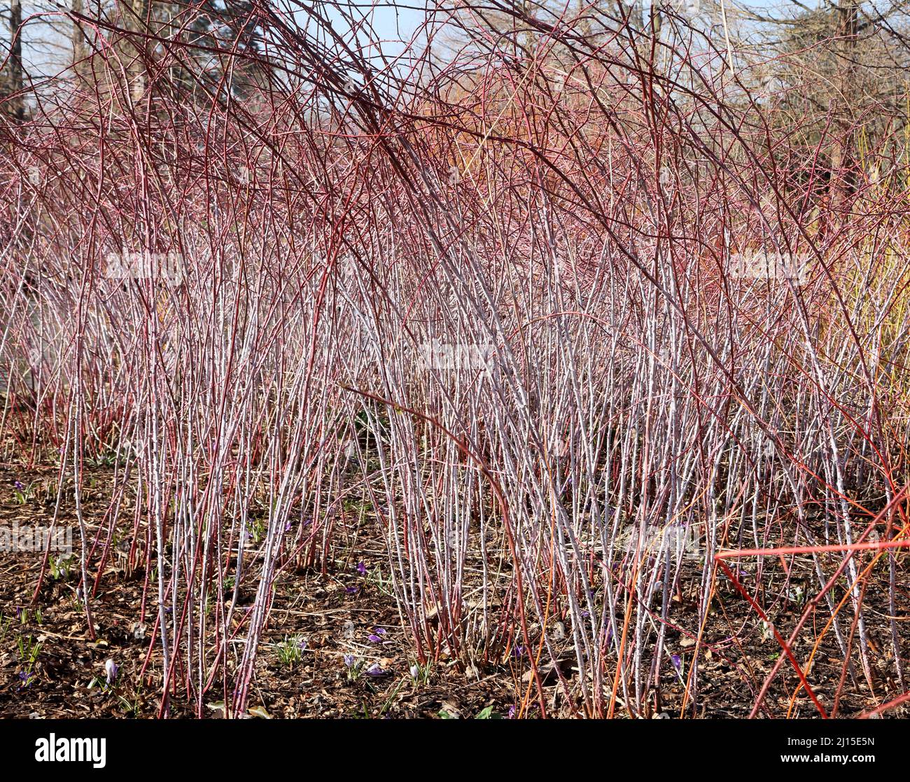 Wisley RHS Garden Woking Surrey Red Twigged Dogwood (Cornus Sericea baileyi) Mehrgestielter, schnell wachsender Laubstrauch Stockfoto