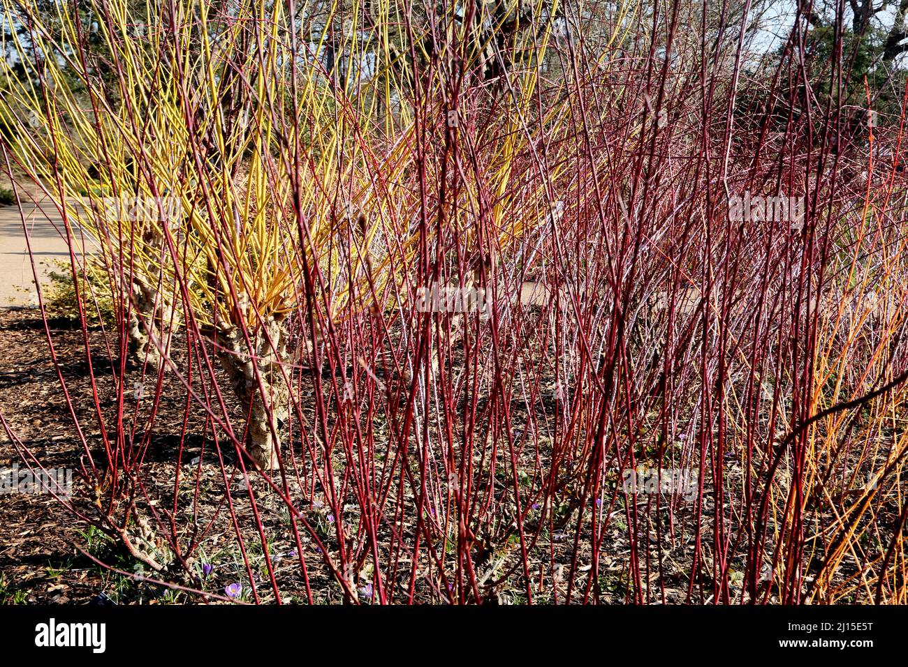 Wisley RHS Garden Woking Surrey Red Twigged Dogwood (Cornus Sericea baileyi) Mehrgestielter, schnell wachsender Laubstrauch Stockfoto