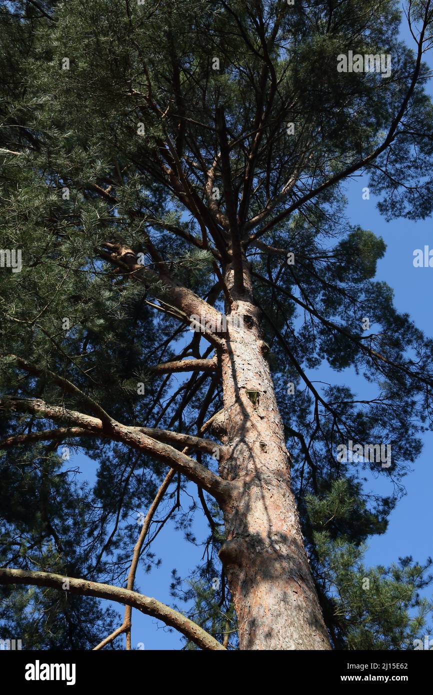 Stone Pine Tree im Wisley RHS Garden Surrey England Stockfoto