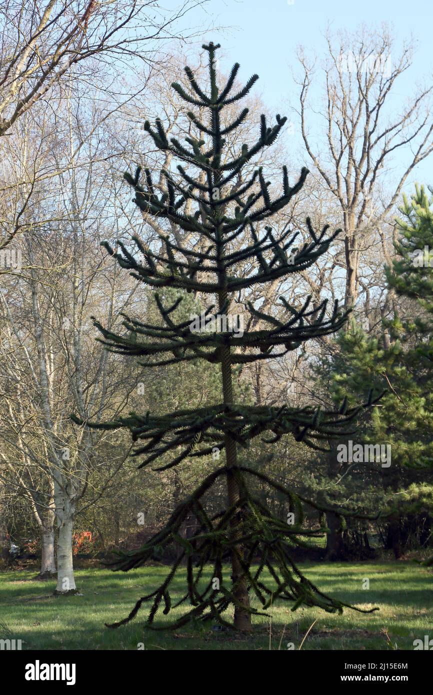 Affe Puzzle Tree (Araucaria araucana) Chile Pine im Wisley RHS Garden Surrey England Stockfoto
