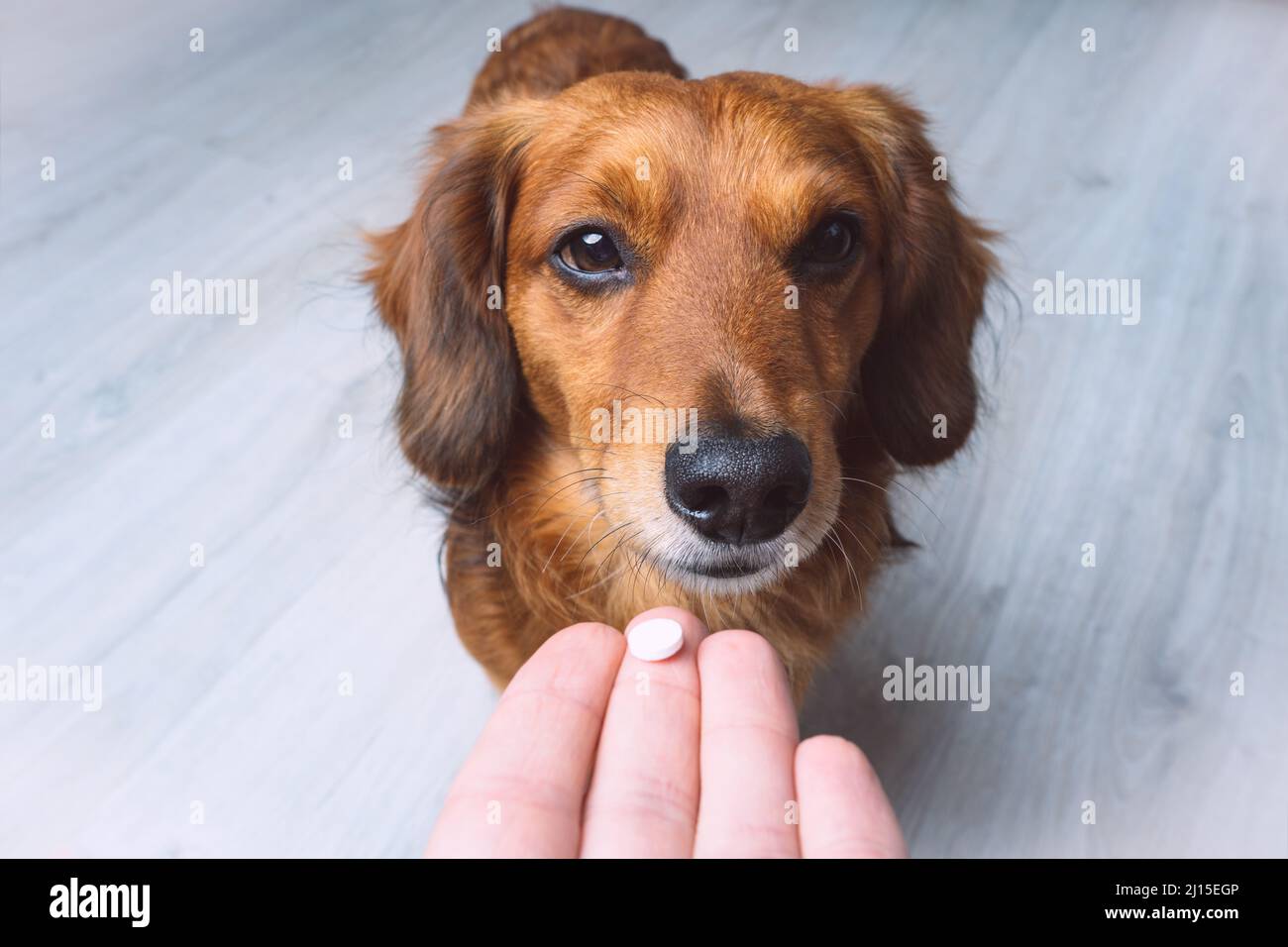 Der Besitzer gab seinem kranken Hund Medikamente in einer Pille. Medizin und Vitamine für Haustiere. Pillen für Tiere. Stockfoto