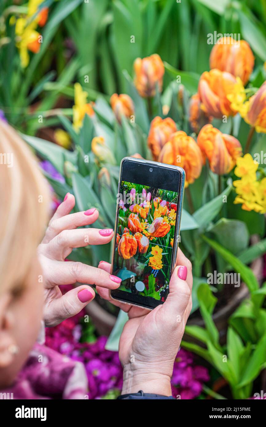 Hände einer älteren Frau mit Mobiltelefon, das Fotos von Frühlingsblumen fotografiert. Nahaufnahme des Telefonbildschirms Stockfoto