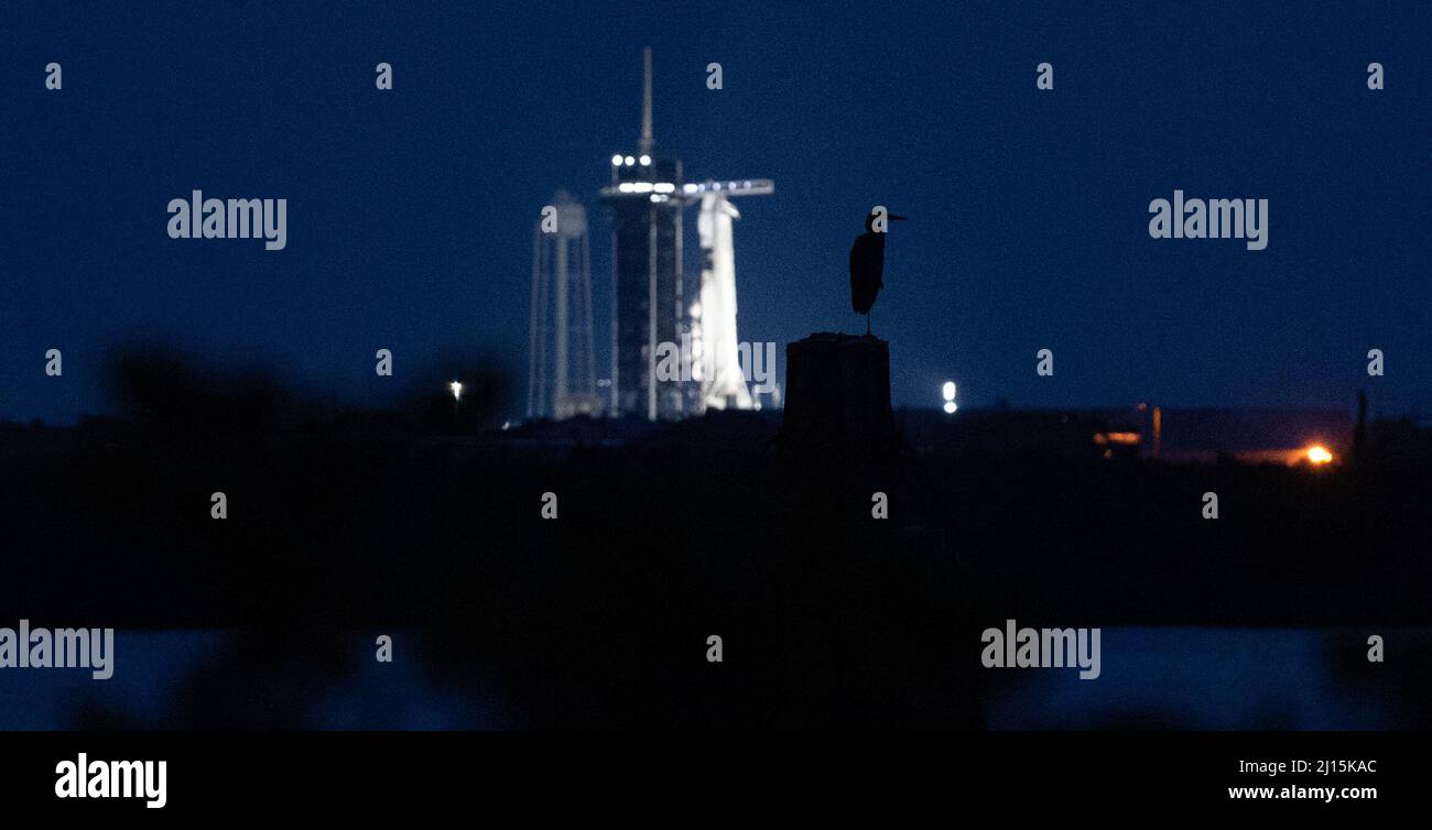 Ein Reiher wird kurz vor Sonnenaufgang im Turning Basin nach dem statischen Feuertest einer SpaceX Falcon 9-Rakete mit der Crew Dragon-Sonde des Unternehmens am Launch Complex 39A vor der NASA-Mission SpaceX Crew-2 am Samstag, den 17. April 2021, im Kennedy Space Center der NASA in Florida gesehen. Die NASA-Mission SpaceX Crew-2 ist die zweite Rundungsmission der Raumsonde SpaceX Crew Dragon und der Falcon 9-Rakete zur Internationalen Raumstation im Rahmen des Commercial Crew Program der Agentur. Die NASA-Astronauten Shane Kimbrough und Megan McArthur, ESA-Astronaut Thomas P Stockfoto