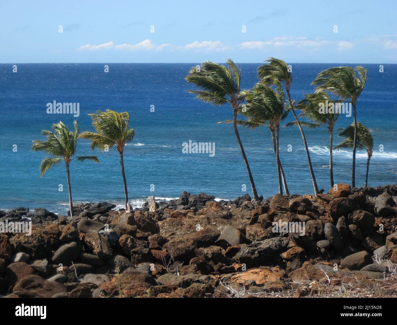 PAM-Bäume wehen im Wind entlang der Küste der Big Island auf Hawaii Stockfoto