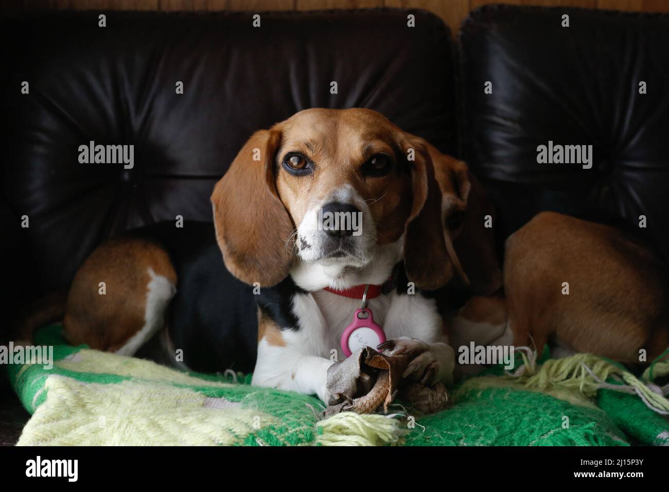 tokyo, japan, 2022/11/03 , der Beagle ist eine Rasse von kleinen Dufthund, ähnlich im Aussehen wie der viel größere Foxhound. Der Beagle wurde entwickelt pri Stockfoto