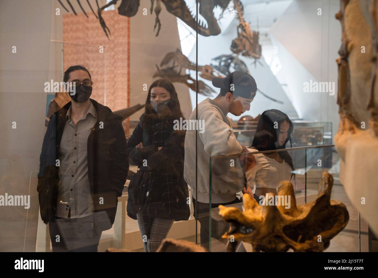 Toronto, Kanada. 22. März 2022. Ein maskiertes Paar geht durch das Dinosaurier-Ausstellungsmuseum. Ontarios Maskenmandat gegen COVID-19 wurde nach fast eineinhalb Jahren aufgehoben, was bedeutet, dass in den meisten öffentlichen Innenbereichen von Toronto, Kanada, keine Masken mehr getragen werden müssen. Kredit: SOPA Images Limited/Alamy Live Nachrichten Stockfoto
