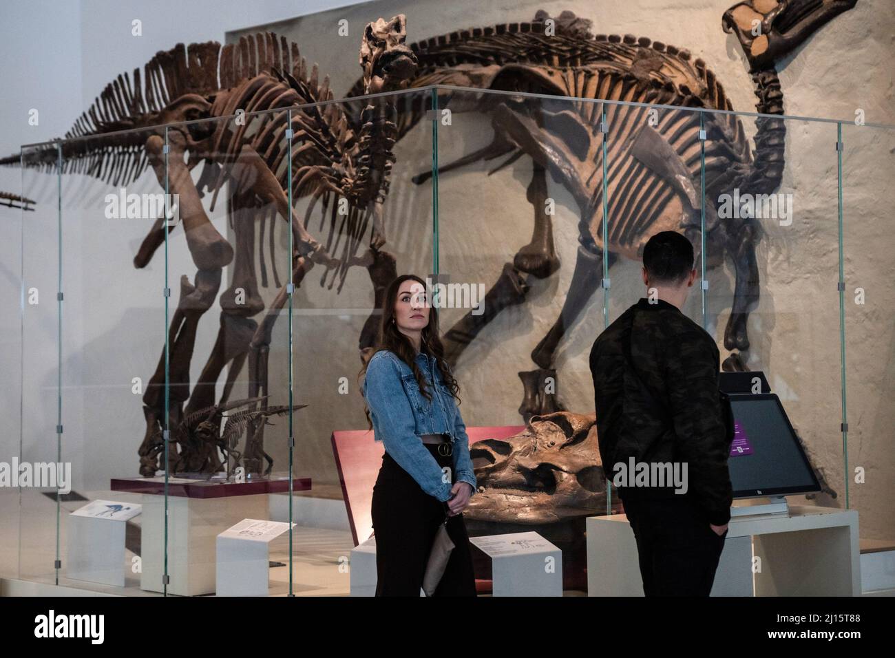 Toronto, Kanada. 22. März 2022. Eine maskenlose Frau geht durch das Dinosaurier-Ausstellungsmuseum. Das Maskenmandat von Ontario gegen COVID-19 wurde nach fast eineinhalb Jahren aufgehoben, was bedeutet, dass in den meisten öffentlichen Innenbereichen von Toronto, Kanada, keine Masken mehr getragen werden müssen.das Maskenmandat von Ontario gegen COVID-19 wurde nach fast eineinhalb Jahren aufgehoben. Das bedeutet, dass in den meisten öffentlichen Innenbereichen von Toronto, Kanada, keine Masken mehr getragen werden müssen. Kredit: SOPA Images Limited/Alamy Live Nachrichten Stockfoto
