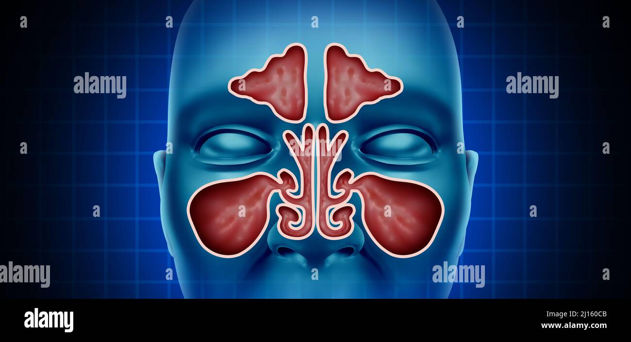 Gesundheit Nasennebenhöhlen mit frontaler Ansicht einer Nase als medizinisches Konzept in einem 3D Illustrationsstil. Stockfoto