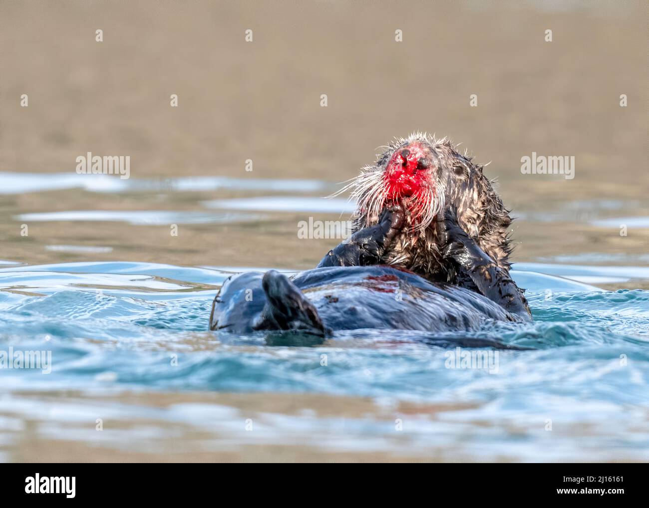 Sea Otter (Enhydra Ultras) mit blutiger Nase nach der Paarung, Alaska Stockfoto